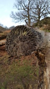 Coins hammered into tree near Grasmere, Cumbria