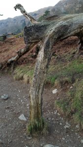 Coins hammered into tree near Grasmere, Cumbria