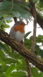 Robin near Dungeon Ghyll, Langdale