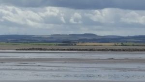 Singing seals hauled out on the mudflats