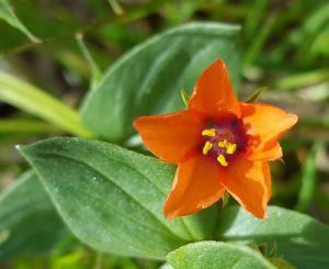 Northumberland flower