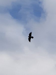 ...and the ravens overhead