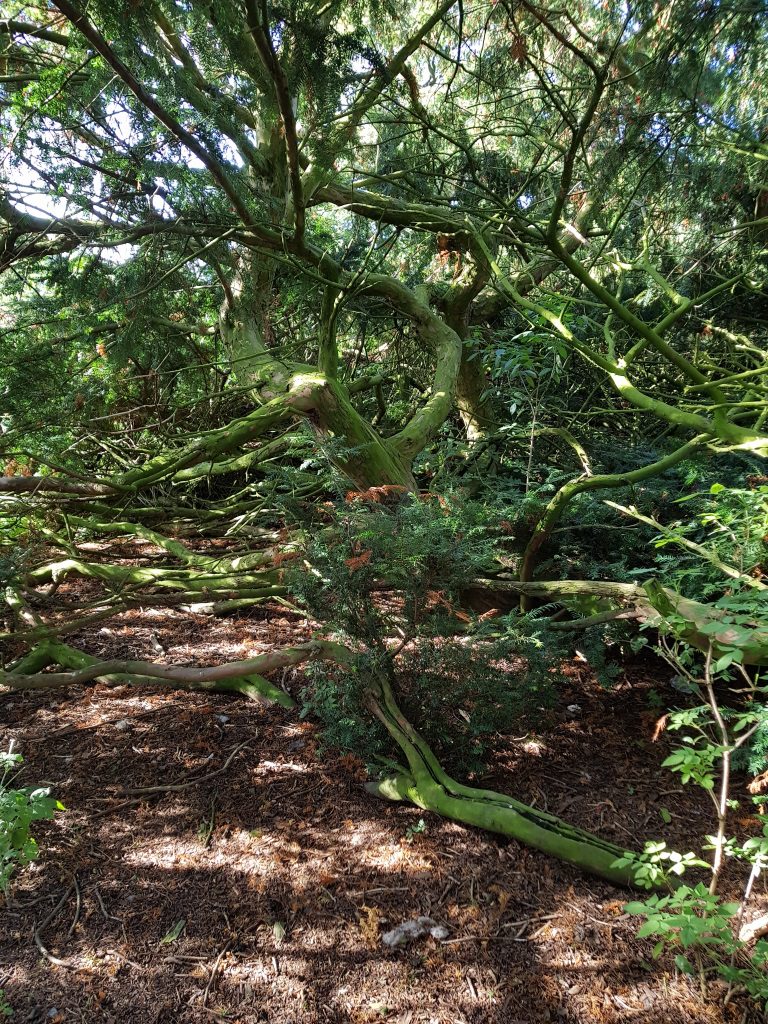 Martindale Yew branches